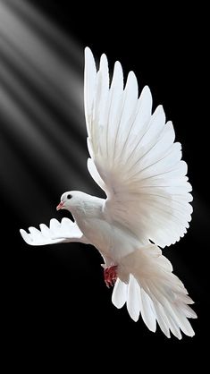 a white bird flying through the air with its wings spread