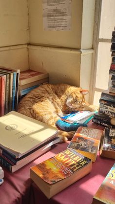 a cat laying on top of a pile of books next to a window sill