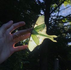 a person's hand holding a green leaf in front of the camera with trees in the background