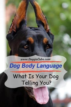 a dog with its tongue hanging out and the words dog body language what is your dog telling you?