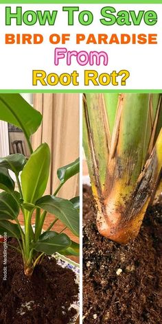 how to save bird of paradise from root rotter? and what is the best way to grow it?