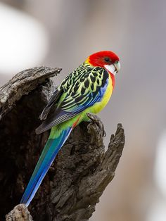 a colorful bird sitting on top of a tree branch next to a piece of wood