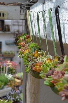 several plants are hanging from the side of a building in front of other planters