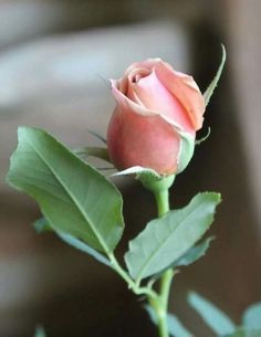 a single pink rose with green leaves in a vase