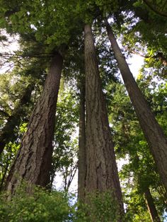 tall trees stand in the middle of a forest