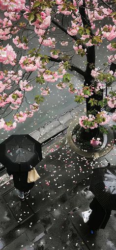 a black umbrella sitting on top of a sidewalk next to a tree with pink flowers