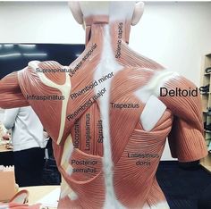 the back view of a mannequin showing muscles