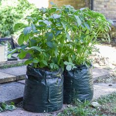 two bags filled with plants sitting on the ground