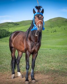 a brown horse standing on top of a lush green field