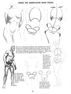 Jack Hamm Basic Anatomy, Female Torso