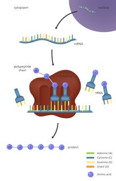 the structure of an animal cell