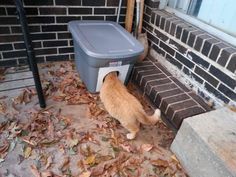 an orange cat standing next to a trash can on the ground near some leaves and stairs