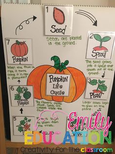 a bulletin board with pumpkin life cycle on it