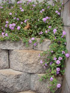 purple flowers are growing on the side of a stone wall