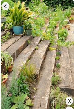 an outdoor garden with steps leading to potted plants