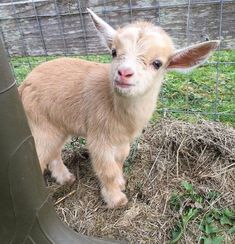 a baby goat standing next to a metal pole in a fenced in area with grass on the ground