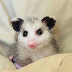 a small white and black ferret sitting on top of a bed covered in sheets