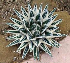 a large green and white plant sitting on top of a dirt ground next to rocks