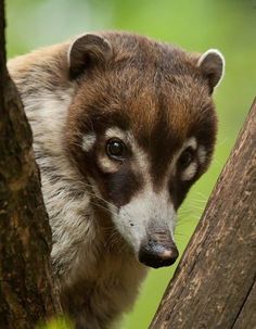 a brown and white animal climbing up the side of a tree