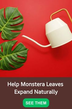 a white watering can next to a green plant on a red background with the words help monstera leaves expand naturally see them