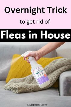 a woman cleaning a couch with the words overnight trick to get rid of fleas in house