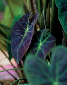 some green and purple leaves in a plant