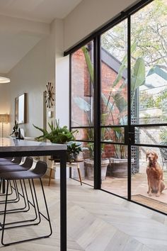 a dog sitting on the floor in front of an open kitchen area with sliding glass doors