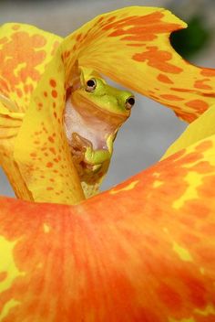 a frog is peeking out from inside an orange and yellow flower with spots on it