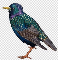 a colorful bird sitting on top of a wooden branch transparent background png clipart