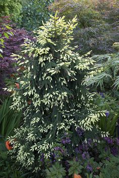 a small tree in the middle of a garden