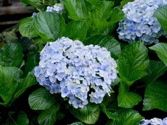 blue flowers with green leaves in the background