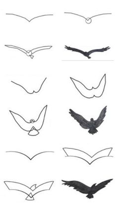 several different kinds of birds flying in the sky