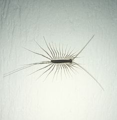 a close up of a bug on a white surface