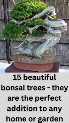 a bonsai tree with the words 15 beautiful bonsai trees - they are the perfect addition to any home or garden