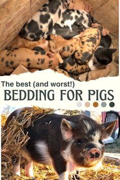 the best and worst bedding for pigs