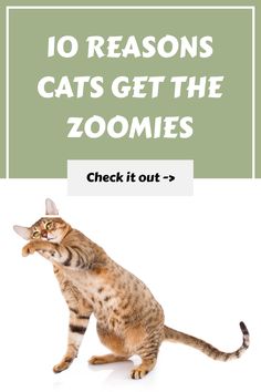 a cat standing on its hind legs with the caption 10 reasons cats get the zoomies check it out