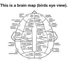 this is a brain map birds eye view