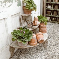 pots and planters are arranged on an old wooden shelf in front of a door