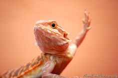 a close up of a lizard on a pink background with its arms in the air