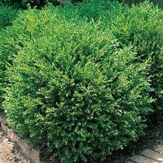 buxus green ice boxwood Box Wood Shrub, Front Walk, Green Gem, Mediterranean Garden, Evergreen Shrubs, Green Gems, Bluish Green