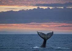 a whale tail flups out of the water at sunset