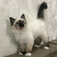 a white and black cat standing on top of a cement step next to a wall