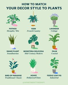 the different types of house plants