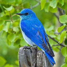 a blue bird sitting on top of a wooden post