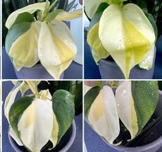 four pictures of yellow and white flowers with water droplets on the petals, in various stages of blooming