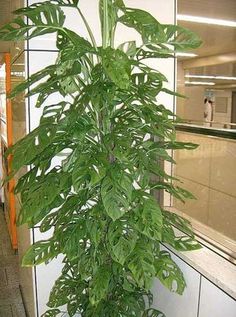 a large green plant in a white pot on a table next to a wall and tiled floor