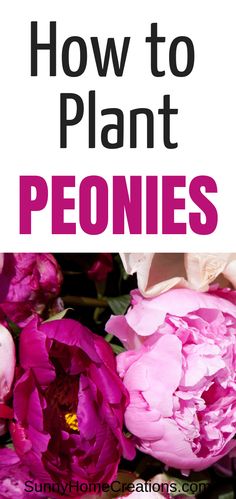 pink peonies with the words how to plant peonies on top and bottom