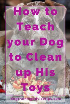 a brown dog laying on top of a rug with the words how to teach your dog to clean up his toys