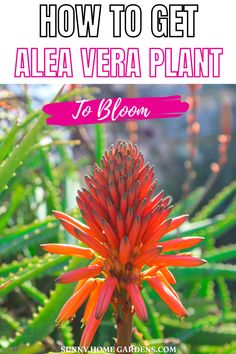 Are you wondering if aloe Vera plant do bloom? Blooming aloe Vera plant can be tricky and a bit challenging. It took me me a lot to get my unique aloe Vera to bloom because I was doing it all wrong. Luckily, I've tried these tips and tricks and they worked like magic. You can easily get this unique aloe Vera plan to bloom easily and with less effort. Aloe Vera Flower, Aloe Plants, Blooming Succulents, Farm Flowers, Household Plants, Long Flowers