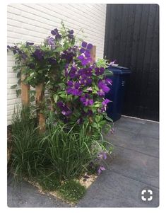 purple flowers are growing on the side of a white brick building next to a blue trash can